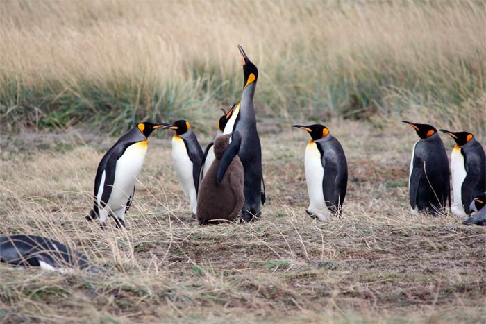 Ejemplares de pingüino rey, el segundo más grande, después del pingüino emperador, en el extremo sur americano. Imagen cedida por Australis.