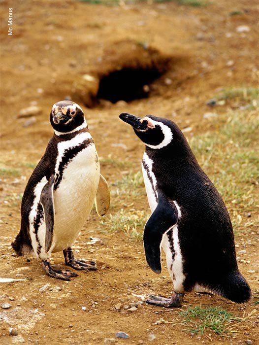 Pingüinos patagónicos, que habitan en la Patagonia chilena  y argentina. Imagen cedida por Australis