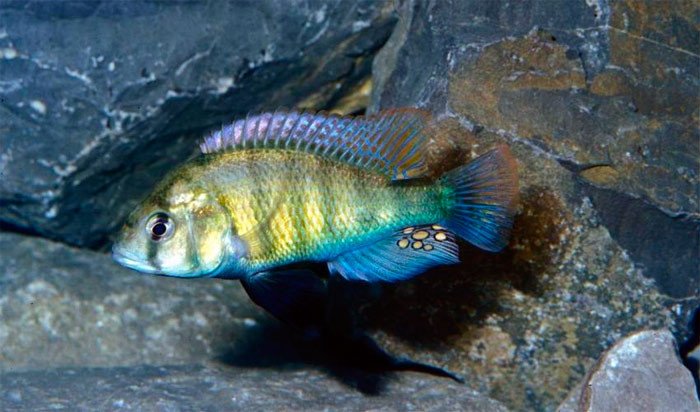 El pez Haplochromis ishmaeli, ya era una rara especie en el pasado y desde la década de los setenta está prácticamente desaparecida, tras a la introducción de la perca del Nilo (Lates niloticus). IUCN