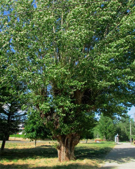 Nora fue un gran poeta del paisaje y de la naturaleza. Un emblemático ejemplar de Zacos, la  chopa, uno de los árboles más espectaculares de la comarca.
