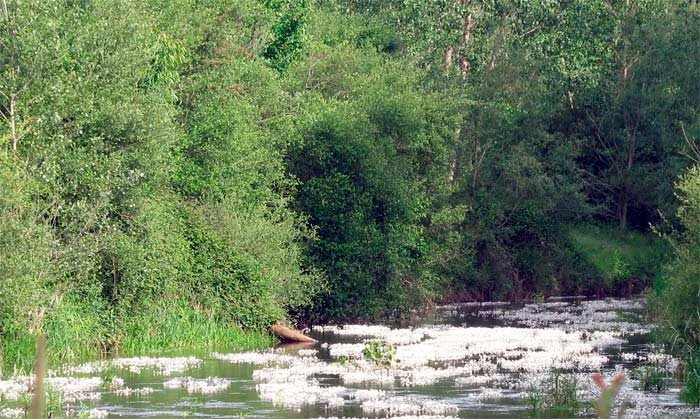 Nora refleja maravillosamente los paisajes del agua de La Cepeda. El río Tuerto, en Villamejil. 