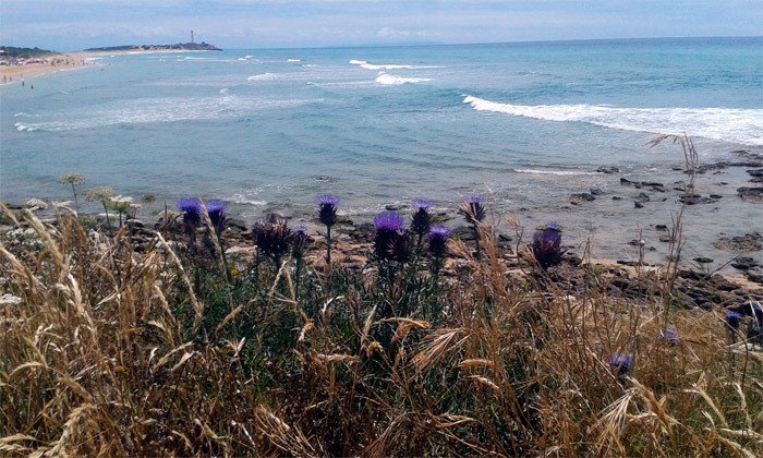 Playa de Zahora, un entorno natural y solitario, junto al cabo de Trafalgar. Imagen Violeta Medina