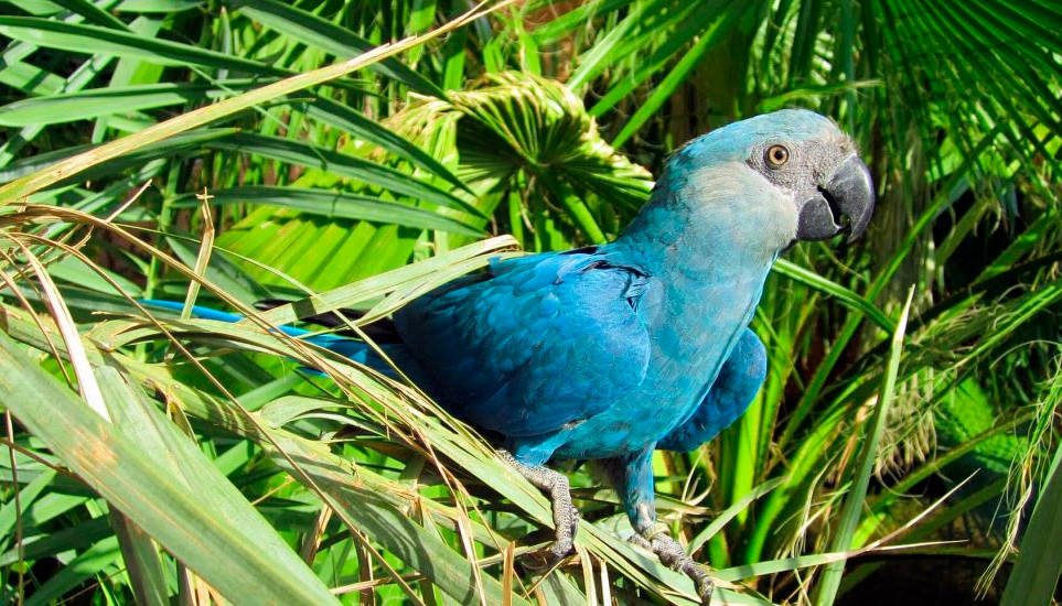 El guacamayito azul o guacamayo de Spix, seguramente extinto en libertad. Copyright © 2018 BirdLife International
