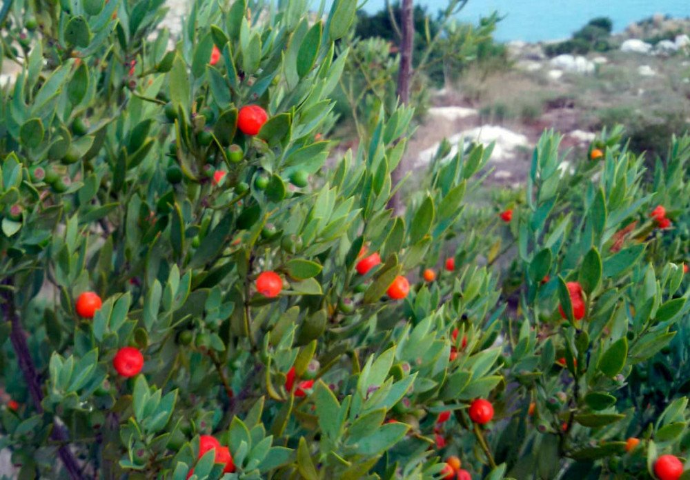El territorio del Cabo y del Montgó posee una enorme variedad de especies de fauna y flora. Imagen de Guiarte.com