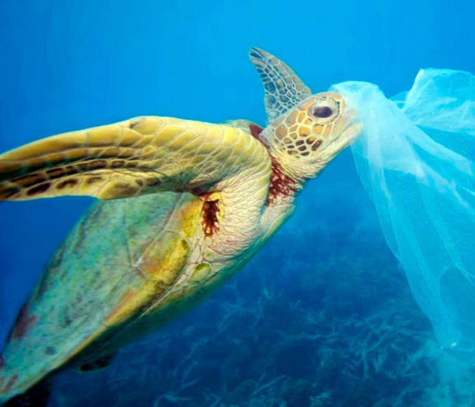 Tortuga verde marina (Chelonia mydas) con una bolsa plástica, Arrecife Moore, Arrecife de la Gran Barrera, Australia. Informe Planeta Vivo 2018