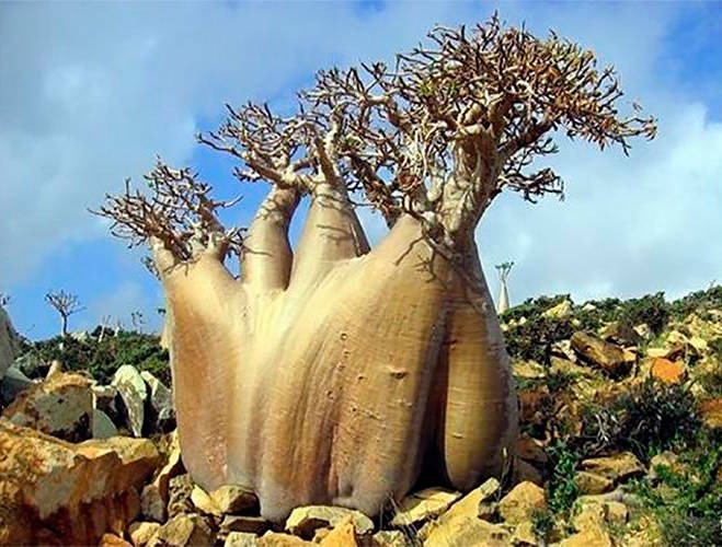 El curioso árbol pepino, otro ejemplar botánico extraordinario de Socotra. Imagen Pinterrest/UICN