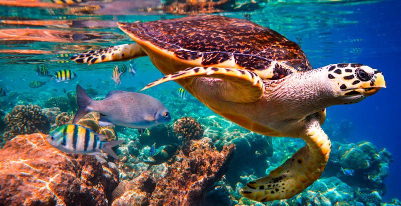 La Plataforma Intergubernamental sobre Biodiversidad y Servicios de los Ecosistemas (IPBES) destaca el deterioro biológico marino