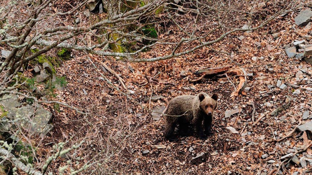 El oso pardo se expande en el oeste de España, y alcanza territorios de Zamora y Portugal. Imagen de www.fapas.es