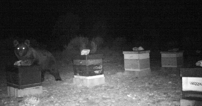 Desde 2013 se tienen evidencias de osos en Zamora. Imagen conseguida por el apicultor de Muelas de los Caballeros Isidro Bordel