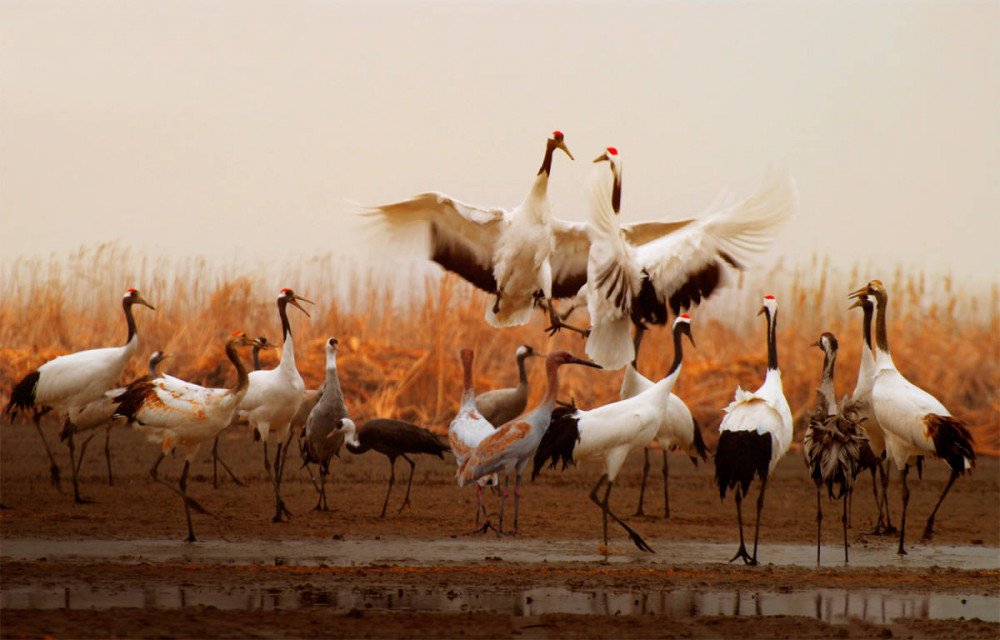 Santuario de aves migratorias en el litoral del Mar Amarillo y del Golfo de Bohai de China.  Grus japonensis. © Yancheng Broadcasting Television/UNESCO