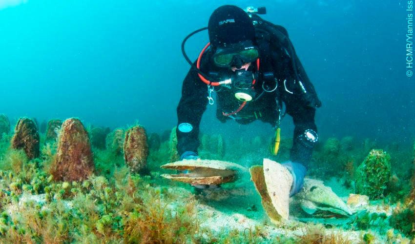 La nacra, una especie de gran molusco bivalvo del Mediterráneo, esta sufriendo una epidemia destructiva. Imagen IUCN