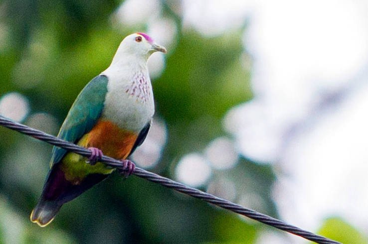 La paloma de la fruta "Ptilinopus pelewensis" es ahora un icono nacional de Palaos © Devon Pike/BirdLife International