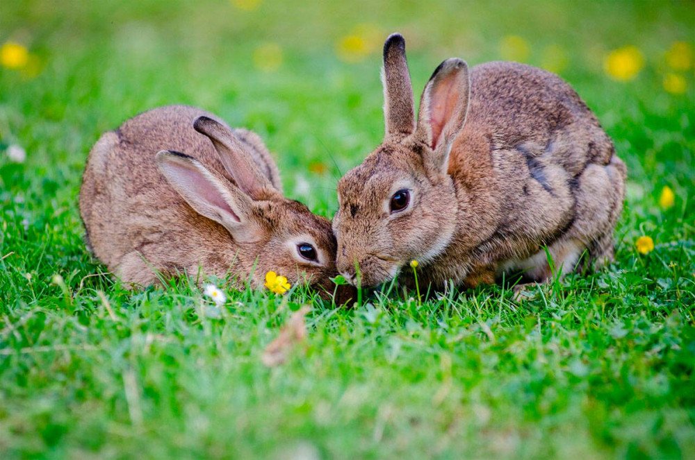 El conejo Europeo está en franco declive en el sur de Europa. © Mathias Appel/UICN
