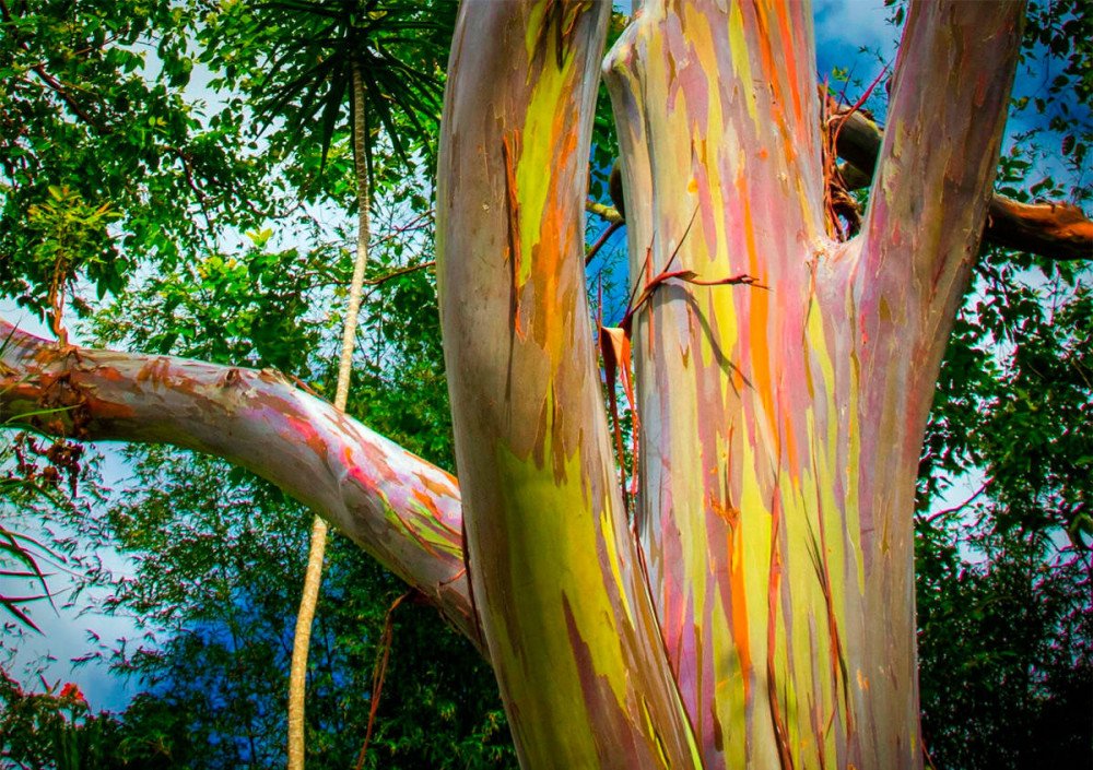 El eucalipto arcoíris, que se cultiva en jardines y parques tropicales y subtropicales, está disminuyendo peligrosamente, talado para la industria papelera. © Thomas Caldwell/UICN