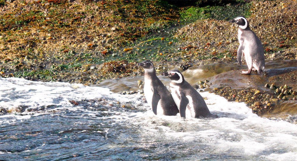 Pingüinos magallánicos, en las islas Tuckers, cerca de Punta Arenas, descritos por primera vez  hace 500 años, por el cronista del viaje. Imagen Beatriz Alvarez/Guiarte 