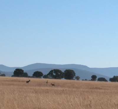 Una imagen de Cabañeros, desde la raña, llanura herbácea, en la que pastan los ciervos y corzos.. guiarte.com