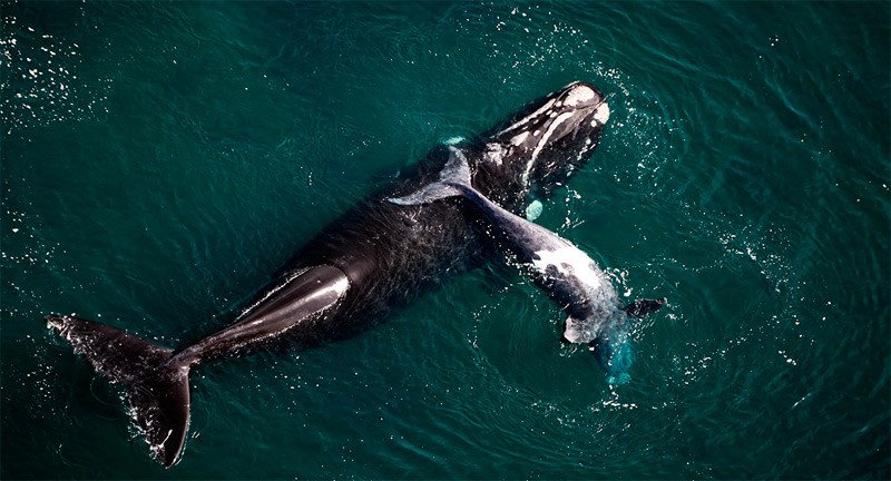 Imagen de Registro récord de ballenas en la Península de Valdés