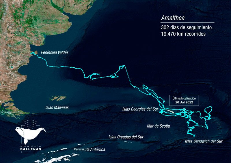 Recorrido de Amalthea y su cría, en el Atlántico Sur