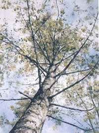 En principio fue el árbol. cuadro de Santocildes, titulado Arbol al cielo.