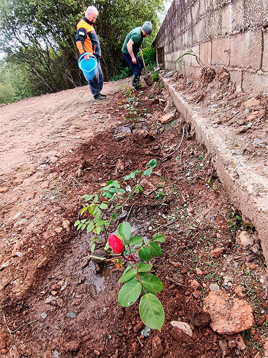 Imagen de Flores peregrinas, en Sueros de Cepeda
