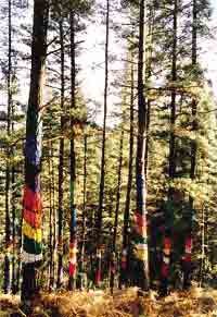 El bosque encantado, obra de Ibarrola, es otro símbolo vasco.