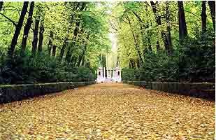 El otoño tambien es bellísimo en Aranjuez. Una avenida de los jardines, cubierta de hojarasca. Al fondo la fuente de Apolo. guiarte,com. Copyright