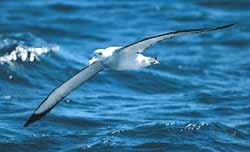 También el albatros tiene problemas de futuro. Imagen de IUCN