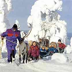 El gozo del bosque nevado,los  trineos y los renos. Fotografía Oficina de Turismo de Finlandia