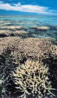 Masas de coral blanco, en una imagen de greenpeace.org