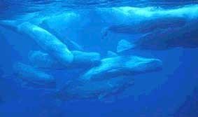 Esta imagen de greenpeace.org, muestra una joya del mar que hay que defender: las ballenas.