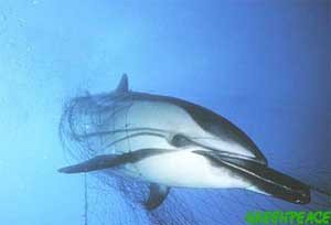 Delfín atrapado en una red . Imagen de Grenpeace