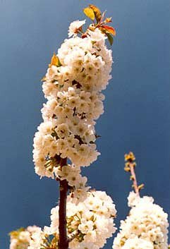 Imagen de la floración del cerezo, de la oficina de Turismo del Valle del Jerte