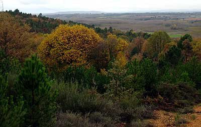 Bosque otoñal en la comarca leonesa de La Cepeda. Villamejil(León). guiarte.com