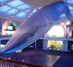 Los grandes cetáceos, en el museo de Historia Natural. guiarte.com