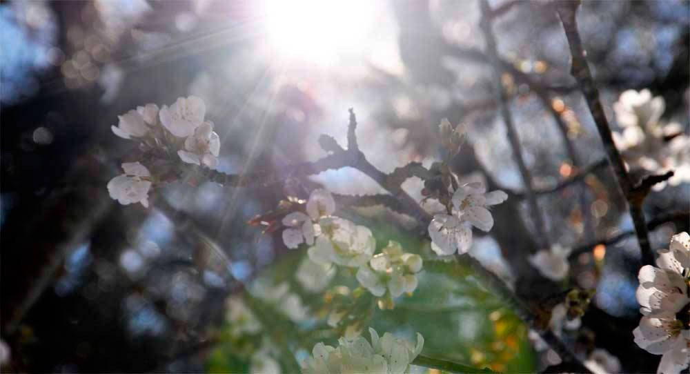 Estallido de la primavera en un huerto de Sopeña. Imagen de Guiarte.com