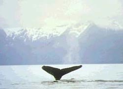 Defensa de las ballenas
