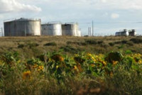 El cultivo del girasol, en pri...