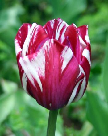 El tulipan fue introducido a Europa desde Turquía en el siglo XVI.