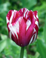 El tulipan fue introducido a E...