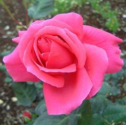 La rosa, gran protagonista de cualquier jardín, es la flor más extendida en el mundo. Ya se cultivaba en el antiguo Egipto.