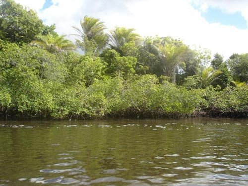 En buena parte de la orilla del mar podemos ver manglares. Foto guiarte copyright