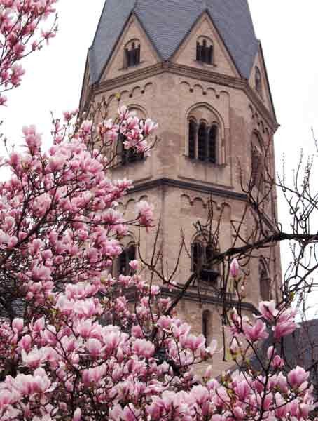 La primavera estalla junto a las torres de la colegiata de Bonn. Guiarte.com. Copyright.