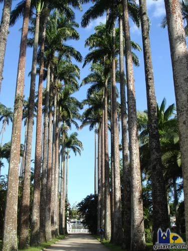 Palmeras Imperiales en el Jardín Botánico de Río de Janeiro.