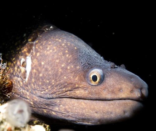 La morena, otro pez de roca, habitual en el Cabo de Gata. Imagen de Víctor Villanueva