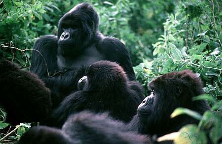 Gorilas de montaña en el Parque de Virunga. Redmond, Ian., © UNESCO