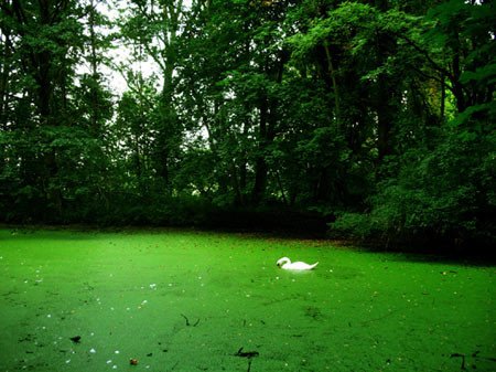 Cisne en la soledad de un pequeño charco pantanoso de la Reserva Natural, al atardecer.