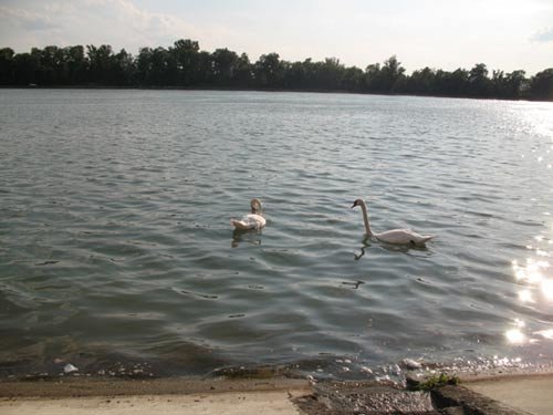 Cisnes, en la orilla del Gran Canal de Alsacia, en su inicio, frente Village Neuf.