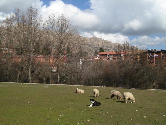 Manzanares siempre mantuvo impronta ganadera, en el ámbito de la sierra de Madrid. Guiarte.com Copyright