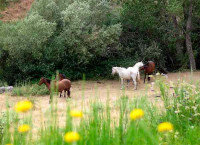 Caballos, junto al arroyo de P...