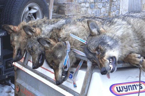 Matanzas de lobos en la montaña leonesa. Imágen cedida por el gupo Gedemol